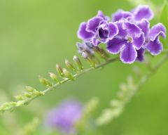 Tapeta Nature Flowers 283.jpg